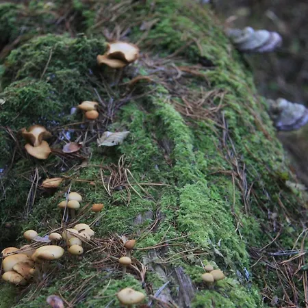 Gospodarstwo Goscinne Racibor *