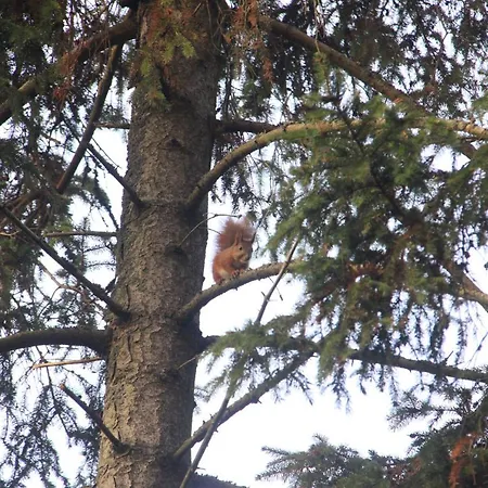 Penzion Gospodarstwo Goscinne Racibor Swietajno (Szczytno)